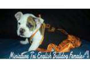 Bulldog Puppy for sale in MURRIETA, CA, USA