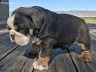 Bulldog Puppy for sale in Malta, ID, USA