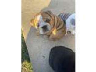 Bulldog Puppy for sale in Copperas Cove, TX, USA