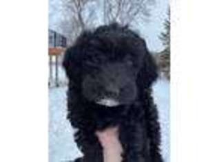 Labradoodle Puppy for sale in Shoreview, MN, USA