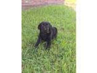 Labrador Retriever Puppy for sale in Pikeville, NC, USA