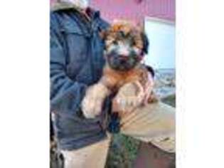 Soft Coated Wheaten Terrier Puppy for sale in Taylorville, IL, USA