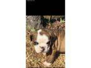 Olde English Bulldogge Puppy for sale in Ola, AR, USA