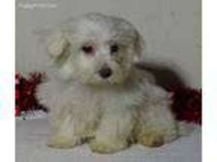 Maltese Puppy for sale in Fountain City, IN, USA