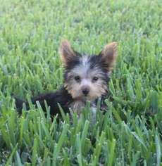 Yorkshire Terrier Puppy for sale in Ocoee, FL, USA