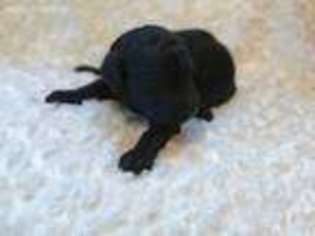 Mutt Puppy for sale in Broken Bow, OK, USA