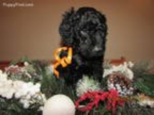 Labradoodle Puppy for sale in Tioga, PA, USA