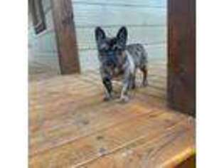 French Bulldog Puppy for sale in Blue Ridge, GA, USA