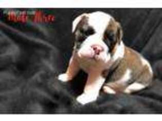 Bulldog Puppy for sale in Borger, TX, USA