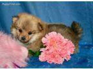 Pomeranian Puppy for sale in Pittsburg, KS, USA