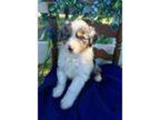 Australian Shepherd Puppy for sale in Purdy, MO, USA