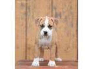 Mutt Puppy for sale in Roy, WA, USA