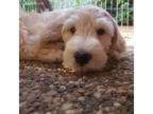 Goldendoodle Puppy for sale in Auburn, CA, USA