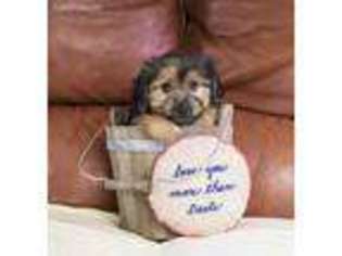 Yorkshire Terrier Puppy for sale in Youngstown, OH, USA