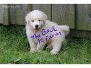 Great Pyrenees Puppy for sale in Meyersdale, PA, USA