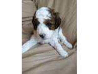 Cavapoo Puppy for sale in Greenville, KY, USA