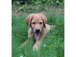 Golden Retriever Puppy for sale in Olin, NC, USA