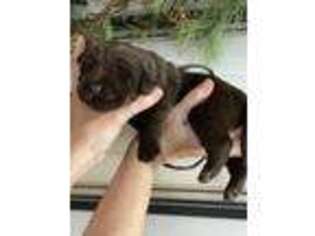 Labrador Retriever Puppy for sale in Blacksburg, VA, USA