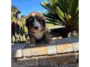 Bernese Mountain Dog Puppy for sale in Wickenburg, AZ, USA