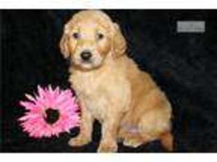 Goldendoodle Puppy for sale in Chillicothe, OH, USA