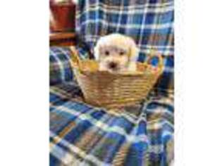 Bichon Frise Puppy for sale in Alpha, KY, USA