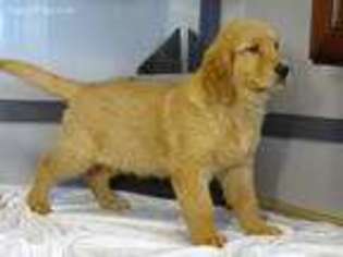 Golden Retriever Puppy for sale in Hagerstown, IN, USA