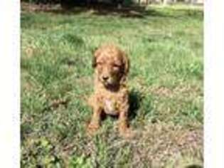 Mutt Puppy for sale in Hebron, MD, USA