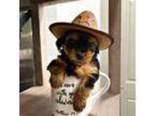 Yorkshire Terrier Puppy for sale in Hockley, TX, USA