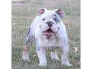 Bulldog Puppy for sale in Inver Grove Heights, MN, USA