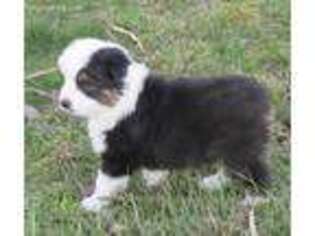 Miniature Australian Shepherd Puppy for sale in Fayette, MO, USA