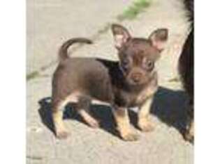Chihuahua Puppy for sale in West Hollywood, CA, USA