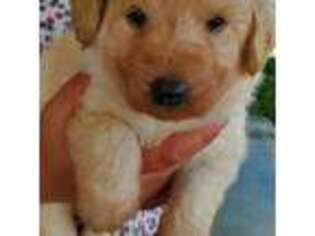 Shepadoodle Puppy for sale in Newburg, PA, USA