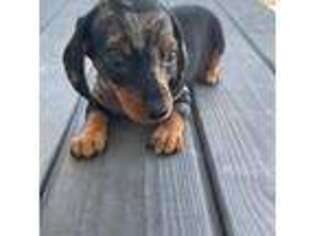 Dachshund Puppy for sale in Englewood, FL, USA