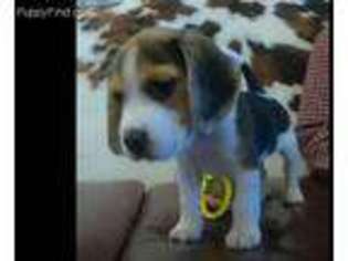 Beagle Puppy for sale in Jerome, MO, USA