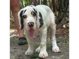 Great Dane Puppy for sale in Laurens, SC, USA