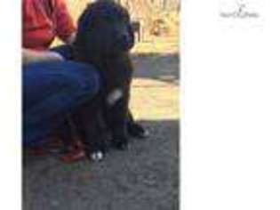 Newfoundland Puppy for sale in Williamsport, PA, USA