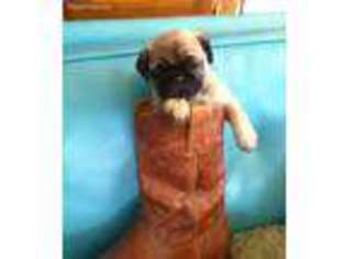 Pug Puppy for sale in Lake Isabella, CA, USA