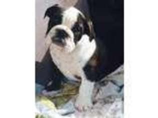 Bulldog Puppy for sale in GROESBECK, TX, USA