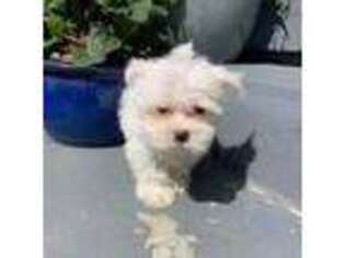 Maltese Puppy for sale in Mount Airy, NC, USA