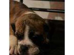 American Bulldog Puppy for sale in Essex, MD, USA