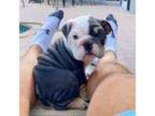 Bulldog Puppy for sale in Lyons, CO, USA