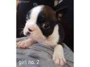 Boston Terrier Puppy for sale in Warsaw, KY, USA
