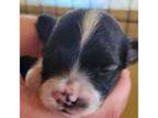 Papillon Puppy for sale in Platteville, WI, USA