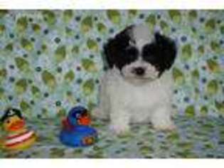 Mutt Puppy for sale in Pelham, GA, USA