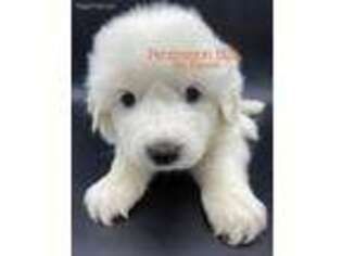 Great Pyrenees Puppy for sale in Big Cabin, OK, USA
