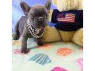 French Bulldog Puppy for sale in Easton, KS, USA
