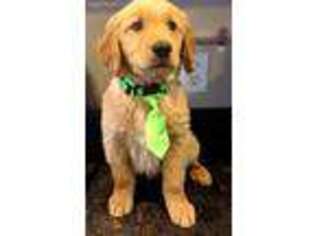 Golden Retriever Puppy for sale in Republic, MO, USA