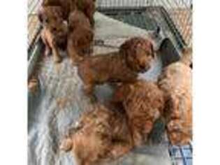 Goldendoodle Puppy for sale in Canfield, OH, USA