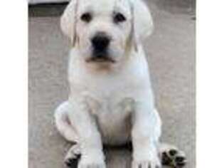 Labrador Retriever Puppy for sale in League City, TX, USA