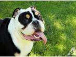 Bulldog Puppy for sale in WHITE SALMON, WA, USA